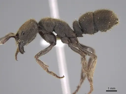 Pseudoneoponera sublaevis specimen CASENT0887835 image casent0887835_3