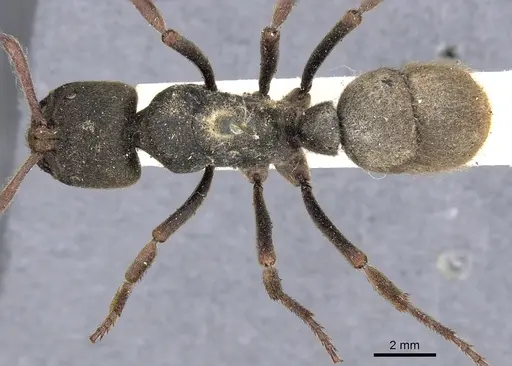 Pseudoneoponera sublaevis specimen CASENT0901977 image casent0901977_1