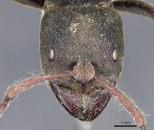 Pseudoneoponera sublaevis specimen CASENT0901977 image casent0901977_2