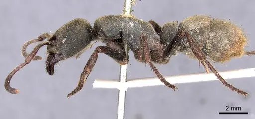 Pseudoneoponera sublaevis specimen CASENT0901977 image casent0901977_3