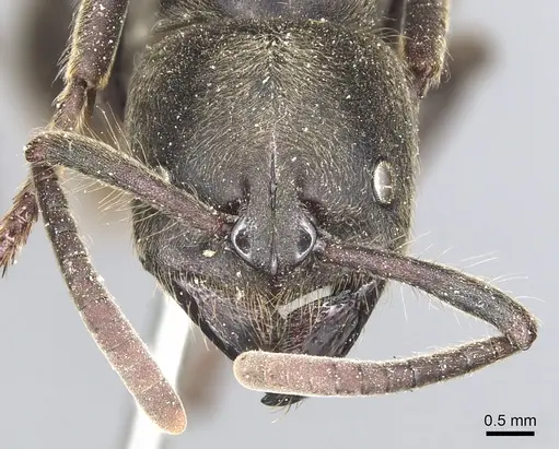 Pseudoneoponera sublaevis specimen CASENT0903892 image casent0903892_2