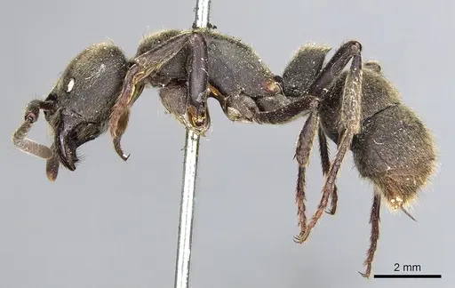 Pseudoneoponera sublaevis specimen CASENT0903892 image casent0903892_3