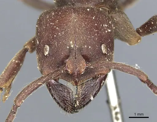 Pseudoneoponera sublaevis specimen CASENT0903893 image casent0903893_2