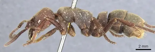 Pseudoneoponera sublaevis specimen CASENT0903893 image casent0903893_3
