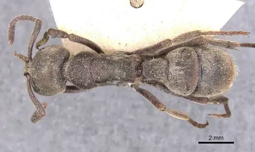 Pseudoneoponera sublaevis specimen CASENT0907260 image casent0907260_1