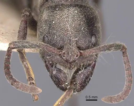 Pseudoneoponera sublaevis specimen CASENT0907260 image casent0907260_2