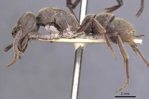 Pseudoneoponera sublaevis specimen CASENT0907260 image casent0907260_3