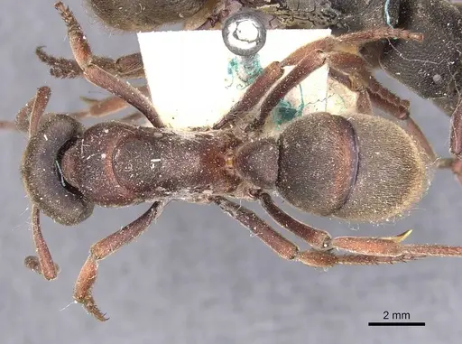 Pseudoneoponera sublaevis specimen CASENT0907261 image casent0907261_1