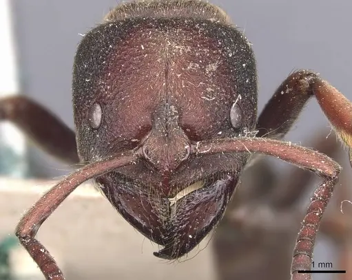 Pseudoneoponera sublaevis specimen CASENT0907261 image casent0907261_2