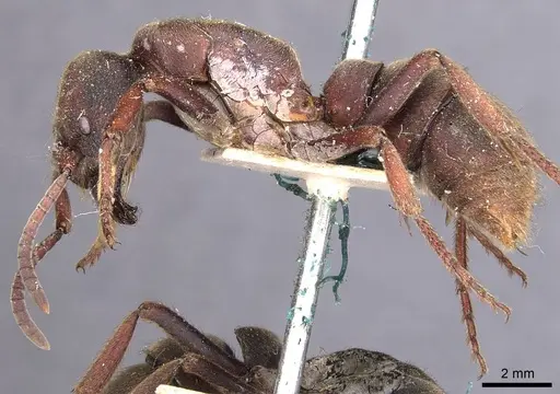 Pseudoneoponera sublaevis specimen CASENT0907261 image casent0907261_3