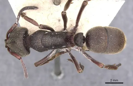 Pseudoneoponera sublaevis specimen CASENT0907262 image casent0907262_1