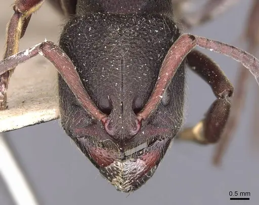 Pseudoneoponera sublaevis specimen CASENT0907262 image casent0907262_2