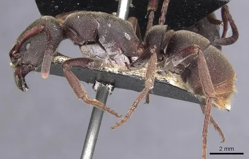 Pseudoneoponera sublaevis specimen CASENT0907262 image casent0907262_3
