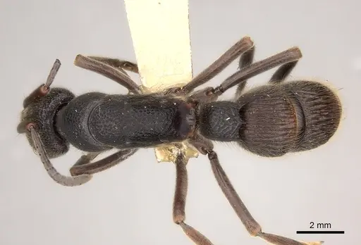 Pseudoneoponera tridentata specimen CASENT0217571 image casent0217571_1