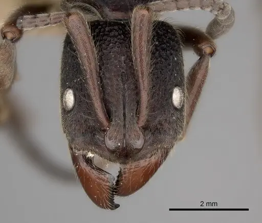 Pseudoneoponera tridentata specimen CASENT0217571 image casent0217571_2