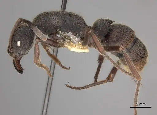 Pseudoneoponera tridentata specimen CASENT0217571 image casent0217571_3