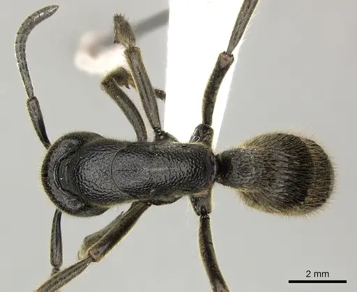 Pseudoneoponera tridentata specimen CASENT0270004 image casent0270004_1
