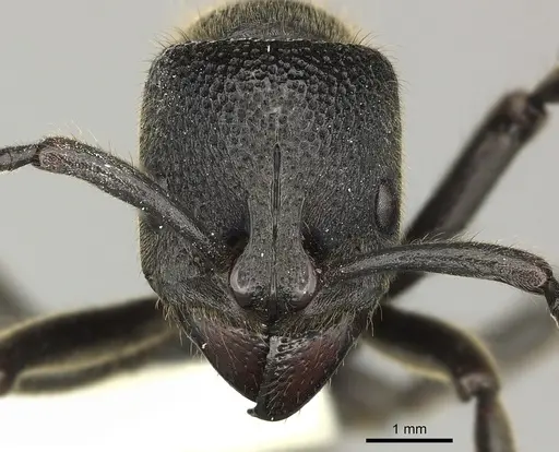 Pseudoneoponera tridentata specimen CASENT0270004 image casent0270004_2