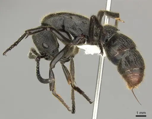 Pseudoneoponera tridentata specimen CASENT0270004 image casent0270004_3