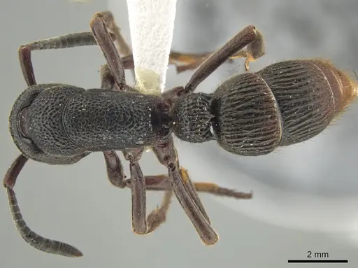 Pseudoneoponera tridentata specimen CASENT0634289 image casent0634289_1