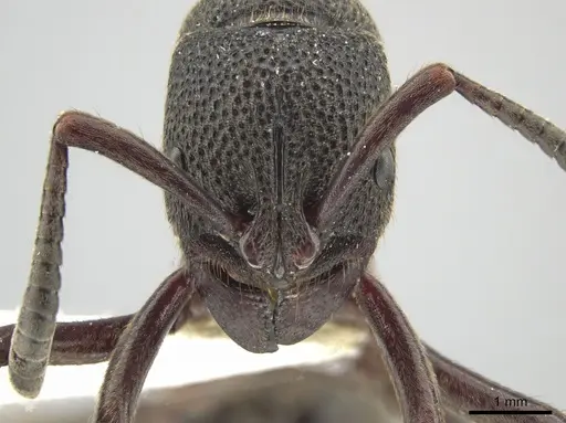 Pseudoneoponera tridentata specimen CASENT0634289 image casent0634289_2