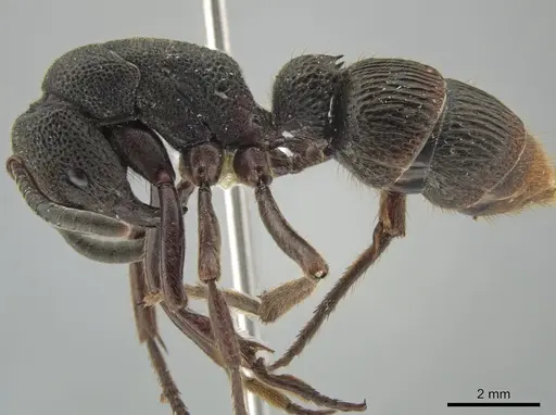 Pseudoneoponera tridentata specimen CASENT0634289 image casent0634289_3