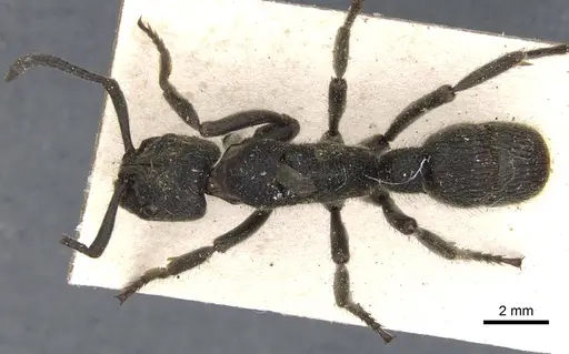 Pseudoneoponera tridentata specimen CASENT0901365 image casent0901365_1