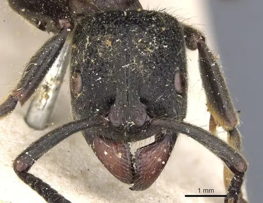 Pseudoneoponera tridentata specimen CASENT0901365 image casent0901365_2