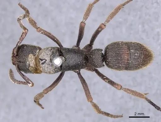 Pseudoneoponera tridentata specimen CASENT0902481 image casent0902481_1