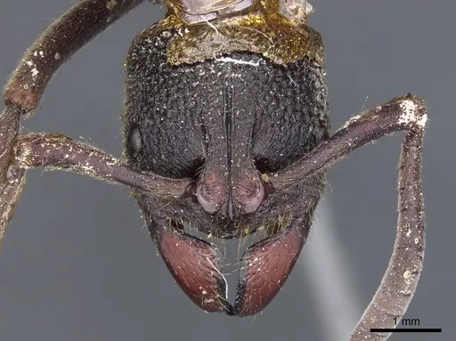 Pseudoneoponera tridentata specimen CASENT0902481 image casent0902481_2