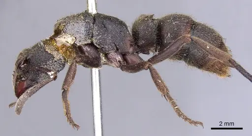 Pseudoneoponera tridentata specimen CASENT0902481 image casent0902481_3