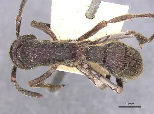Pseudoneoponera tridentata specimen CASENT0907255 image casent0907255_1