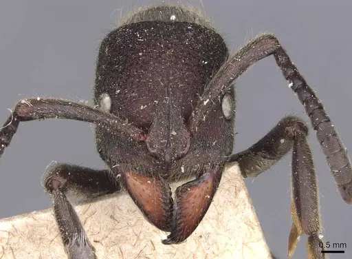 Pseudoneoponera tridentata specimen CASENT0907255 image casent0907255_2