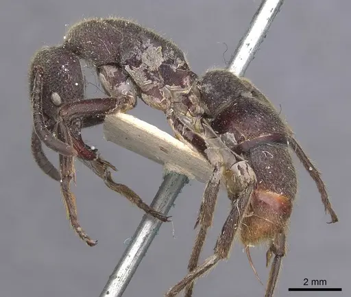 Pseudoneoponera tridentata specimen CASENT0907255 image casent0907255_3