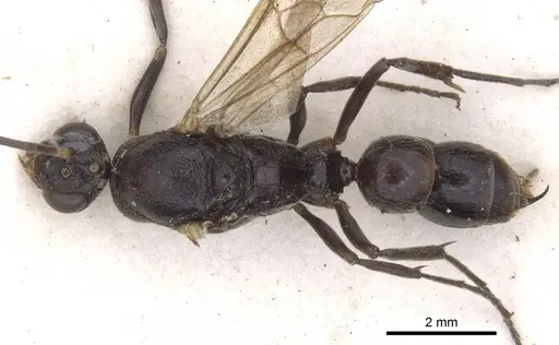 Pseudoneoponera verecundae specimen CASENT0902484 image casent0902484_1