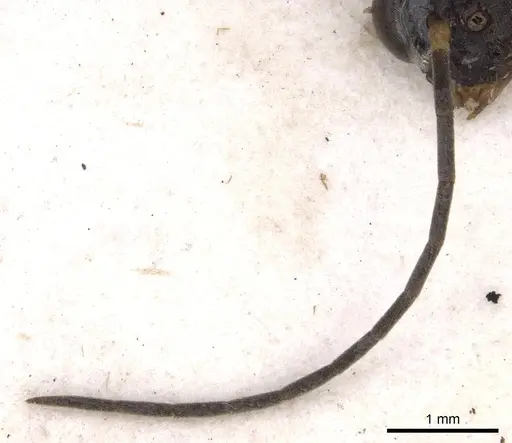 Pseudoneoponera verecundae specimen CASENT0902484 image casent0902484_3