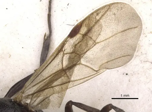 Pseudoneoponera verecundae specimen CASENT0902484 image casent0902484_5