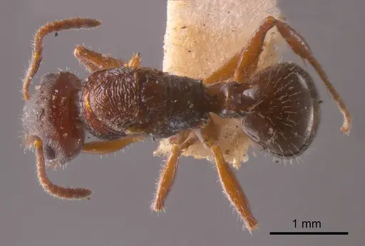 Pseudonotoncus hirsutus specimen ANTWEB1008297 image antweb1008297_1
