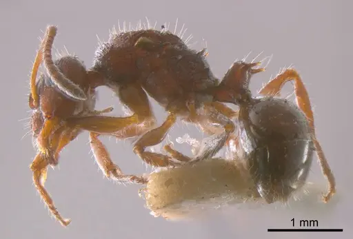 Pseudonotoncus hirsutus specimen ANTWEB1008297 image antweb1008297_2