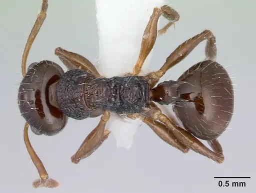 Pseudonotoncus hirsutus specimen CASENT0178517 image casent0178517_1