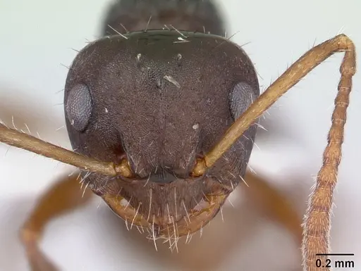 Pseudonotoncus hirsutus specimen CASENT0178517 image casent0178517_2