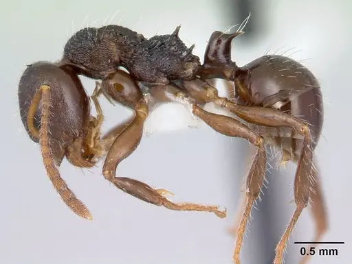 Pseudonotoncus hirsutus specimen CASENT0178517 image casent0178517_3