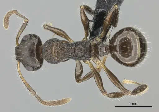 Pseudonotoncus hirsutus specimen CASENT0227592 image casent0227592_1