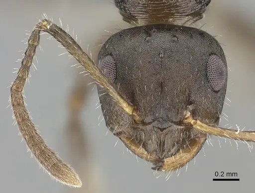 Pseudonotoncus hirsutus specimen CASENT0227592 image casent0227592_2