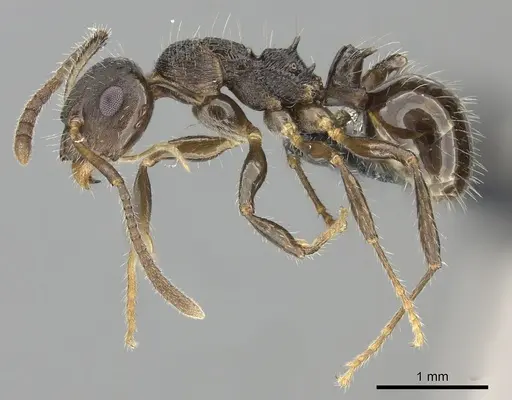 Pseudonotoncus hirsutus specimen CASENT0227592 image casent0227592_3