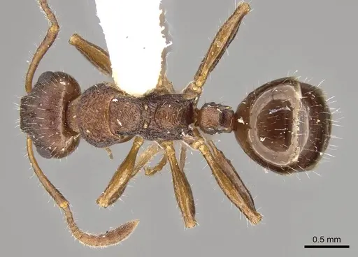 Pseudonotoncus hirsutus specimen CASENT0281489 image casent0281489_1