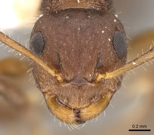 Pseudonotoncus hirsutus specimen CASENT0281489 image casent0281489_2