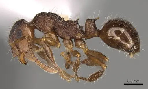 Pseudonotoncus hirsutus specimen CASENT0281489 image casent0281489_3