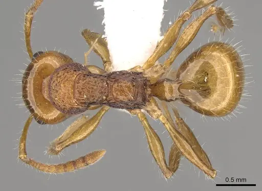 Pseudonotoncus hirsutus specimen CASENT0281490 image casent0281490_1