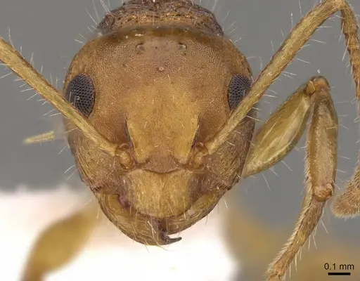 Pseudonotoncus hirsutus specimen CASENT0281490 image casent0281490_2